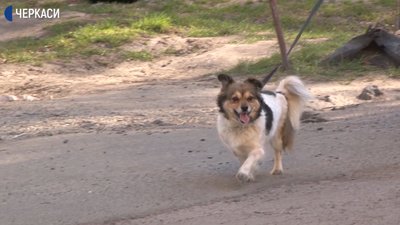 Чи можуть домашні тварини хворіти на COVID-19