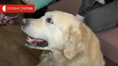 Собака, що проживає разом з єнотами