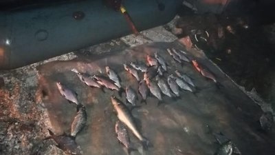 У Миколаєві поліцейські викрили чоловіка, який ловив рибу забороненими знаряддями
