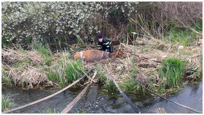 У Краматорську з річки врятували корову