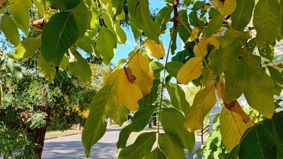 Початок осені у Краматорську