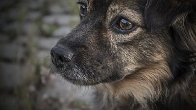 П'ять років за ґратами за жорстоке вбивство тварини в Ріпках – апеляційний суд