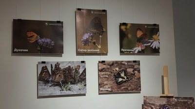 У волинському музеї відкрили виставку світлин еколога, зроблені під час польових досліджень У волинському музеї відкрили виставку світлин еколога, зроблені під час польових досліджень