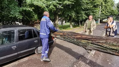 Гниле коріння: чому в Луцьку під час негоди впало дерево на авто Гниле коріння: чому в Луцьку під час негоди впало дерево на авто