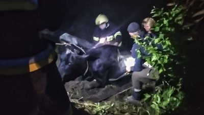 Порятунок корови Порятунок корови