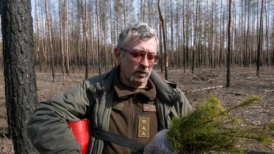 дерева саджанці сосни Лиманський лісгосп Національний природній парк "Святі гори" Донеччина