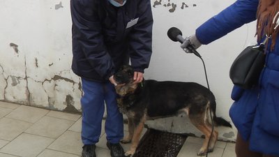 Притулок для тварин в Одесі