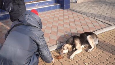Херсон Наталя Шеменкова собака Херсон Наталя Шеменкова собака