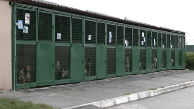 Реконструкція у міському притулку для тварин: що зроблять та скільки коштуватиме Реконструкція у міському притулку для тварин: що зроблять та скільки коштуватиме