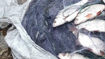 На Херсонщині браконьєри за тиждень виловили майже 400 кг риби