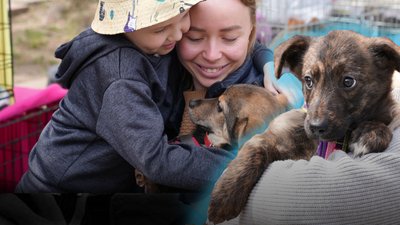 У Миколаєві відбулась виставка-прилаштування собак