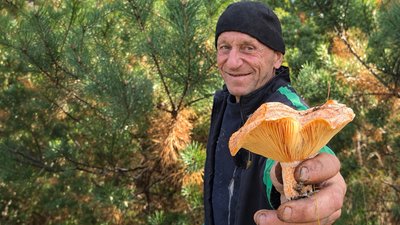 Сезон грибів на Чернігівщині: як збирає гриби на прикордонні житель Дробишева