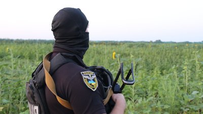 Коноплі на 300 млн гривень. На Херсонщині правоохоронці знайшли наркоплантацію