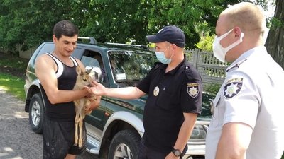 На Вінниччині поліцейські передали у зоопарк маля козулі: виявили прив’язаним на подвір’ї