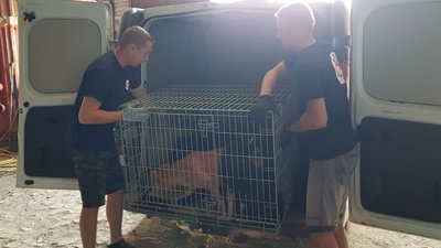 У Херсоні до вересня безплатно стерилізуватимуть безпритульних собак