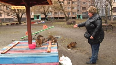 Криворізьких котів визнали частиною екосистеми міста Криворізьких котів визнали частиною екосистеми міста