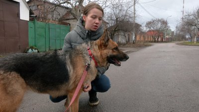собаки собаки