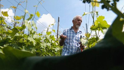 Фермер вирощує 120 сортів винограду Фермер вирощує 120 сортів винограду