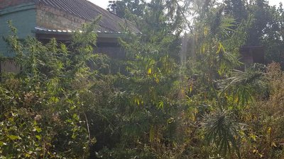 Рослини конопель, які правоохоронці вилучили в Полтавському районі Рослини конопель, які правоохоронці вилучили в Полтавському районі