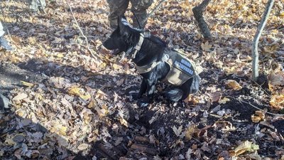На Одещині службова собака допомогла виявити понад 130 боєприпасів