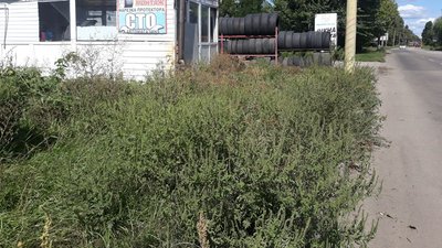 У Кропивницькому штрафують за некошену амброзію У Кропивницькому штрафують за некошену амброзію