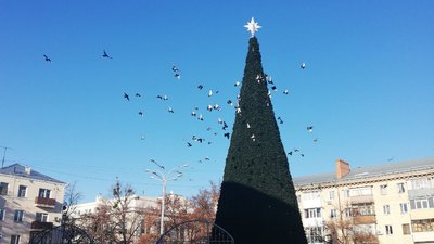 Встановити ялинку у Полтаві зможуть за гроші спонсорів Встановити ялинку у Полтаві зможуть за гроші спонсорів