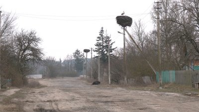 На Рівненщині лелекам роблять "безпечні гнізда". Навіщо вони потрібні На Рівненщині лелекам роблять "безпечні гнізда". Навіщо вони потрібні
