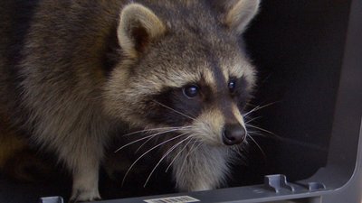 Єнот Костянтин