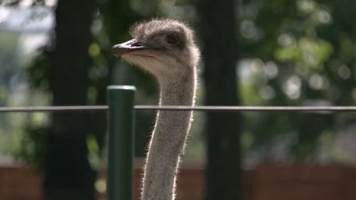 "Вмикали їм фонтани, водні насоси та звуки дикої природи". Як тварини у харківському зоопарку живуть під час війни "Вмикали їм фонтани, водні насоси та звуки дикої природи". Як тварини у харківському зоопарку живуть під час війни
