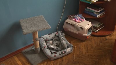 Кішка з-під Бахмута пів року живе в Хмельницькій міській раді