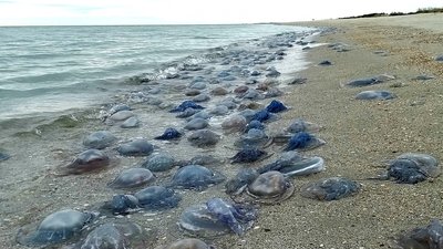 Поблизу Нацпарку "Тузлівські лимани" на Одещині на берег викинуло медуз Поблизу Нацпарку "Тузлівські лимани" на Одещині на берег викинуло медуз