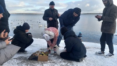 На Рівненщині вперше кільцювали десяток лебедів шийними мітками. Для чого це потрібно На Рівненщині вперше кільцювали десяток лебедів шийними мітками. Для чого це потрібно