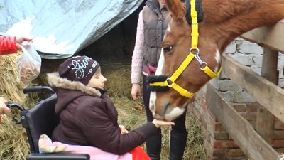 "Деяких дітей не можемо відтягнути від коня". На Донеччині іпотерапією лікують дітей "Деяких дітей не можемо відтягнути від коня". На Донеччині іпотерапією лікують дітей