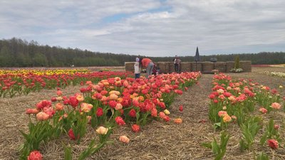 35 км від Луцька: на Волині стартував фестиваль тюльпанів "Волинська Голландія" 35 км від Луцька: на Волині стартував фестиваль тюльпанів "Волинська Голландія"