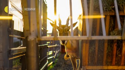 Віслюки, лами та борги за електрику: як живе Межигір'я. Фоторепортаж Віслюки, лами та борги за електрику: як живе Межигір'я. Фоторепортаж