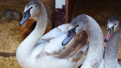 Вінницькі лебеді вп'яте зимуватимуть у контактному міні-зоопарку Вінницькі лебеді вп'яте зимуватимуть у контактному міні-зоопарку