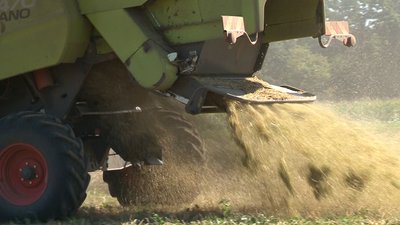 На Черкащині зібрали понад мільйон тонн зернових та зернобобових культур На Черкащині зібрали понад мільйон тонн зернових та зернобобових культур