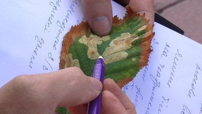 Чому у центрі луцька всихають ялини: висновок фітопатолога зі столиці