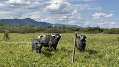 Карпатські буйволи пасуться у Долині нарцисів на Закарпатті