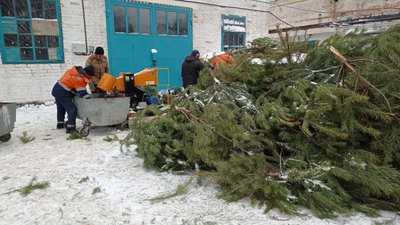 У Полтаві новорічні сосни та ялинки використовують як паливо У Полтаві новорічні сосни та ялинки використовують як паливо