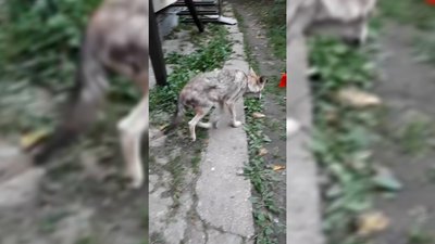 У Чернігові подружжя прихистило цуценя, яке виявилося вовком У Чернігові подружжя прихистило цуценя, яке виявилося вовком