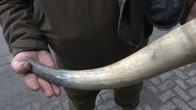 Імітує "пісні". Прикарпатець Олексій Онутчак вміє "розмовляти" з оленями Імітує "пісні". Прикарпатець Олексій Онутчак вміє "розмовляти" з оленями