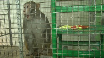 На фото макака Віта. 1 грудня 2022 рік. На фото макака Віта. 1 грудня 2022 рік.