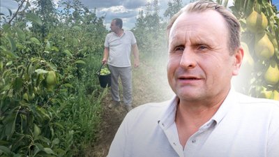 Сергій Гончар, груша, урожай
