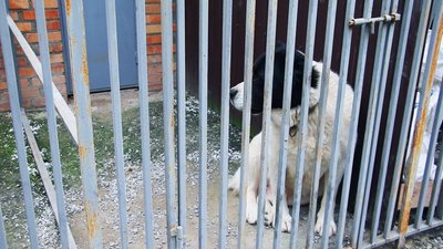 Двадцятьом тваринам знайшли господарів: як у вінницькому притулку доглядають за собаками-переселенцями Двадцятьом тваринам знайшли господарів: як у вінницькому притулку доглядають за собаками-переселенцями