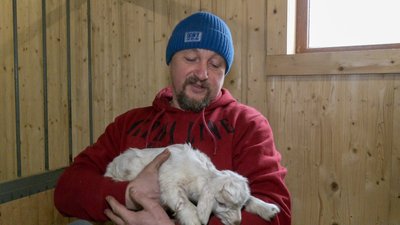 тварини козенята новонароджені контактний зоопарк Слов'янськ Донецька область тварини козенята новонароджені контактний зоопарк Слов'янськ Донецька область