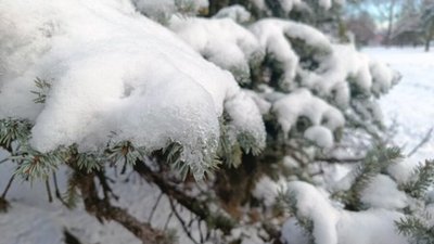 зима, сніг, ялинка