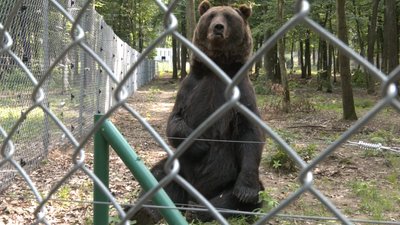 Ведмідь у притулку "Домажир" Ведмідь у притулку "Домажир"