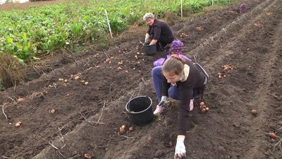 Переселенці з Херсонщини в день збирають півтори тонни картоплі Переселенці з Херсонщини в день збирають півтори тонни картоплі