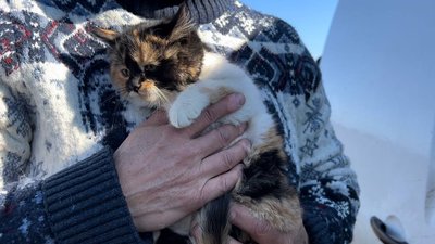 У знищене російськими військами село на Миколаївщині волонтери привезли корм для сотні покинутих тварин У знищене російськими військами село на Миколаївщині волонтери привезли корм для сотні покинутих тварин